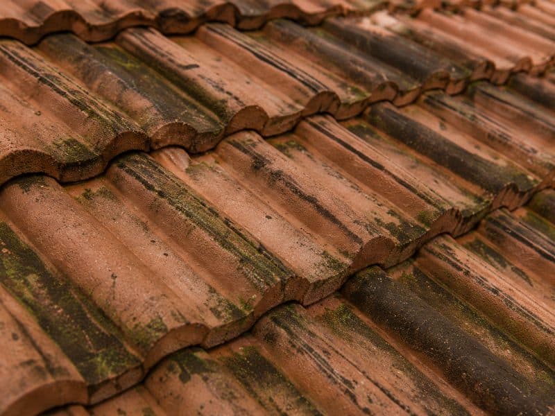 Algues sur une toiture