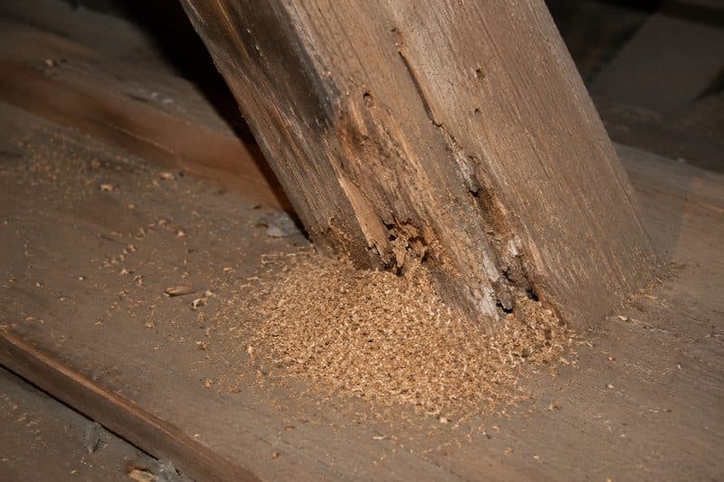 Vers de bois dans la charpente : comment les reconnaître et les traiter ?
