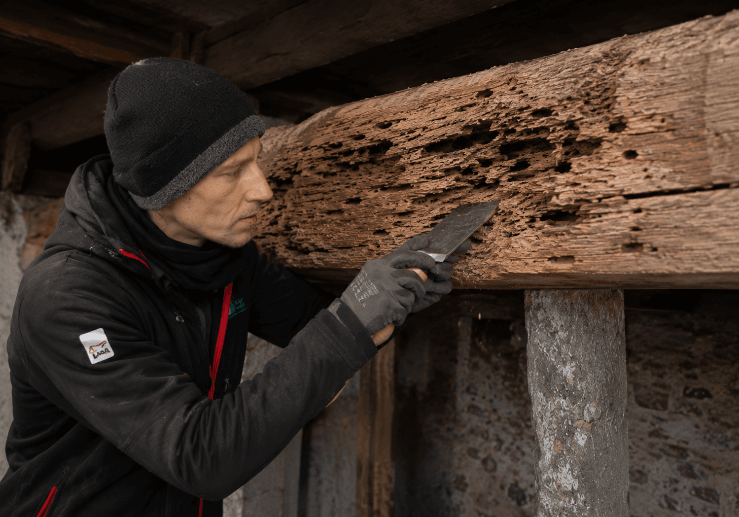 Bûchage des bois attaqués par les insectes xylophages