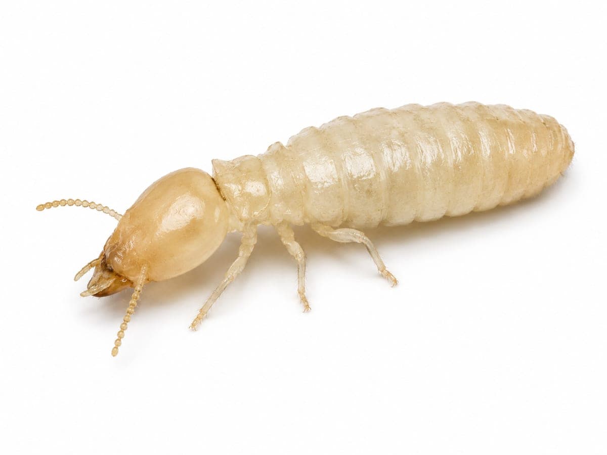Larve de termite