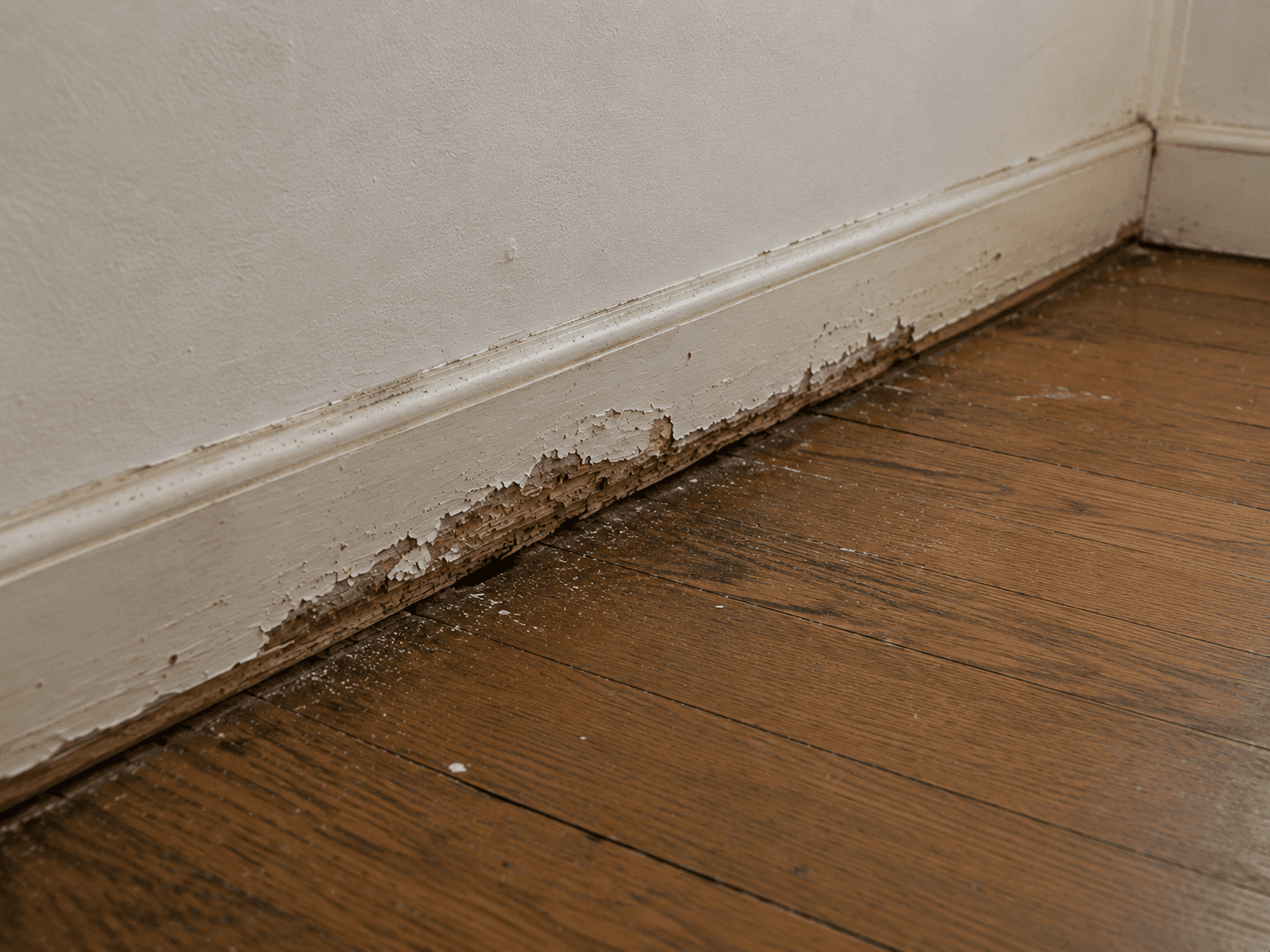 Plinthes et parquet abîmés par la mérule