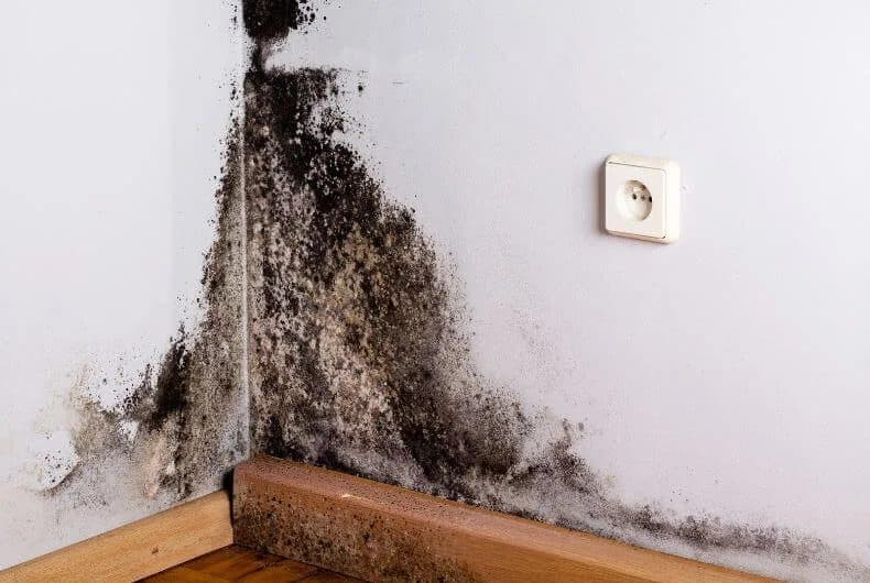 Moisissures sur un mur