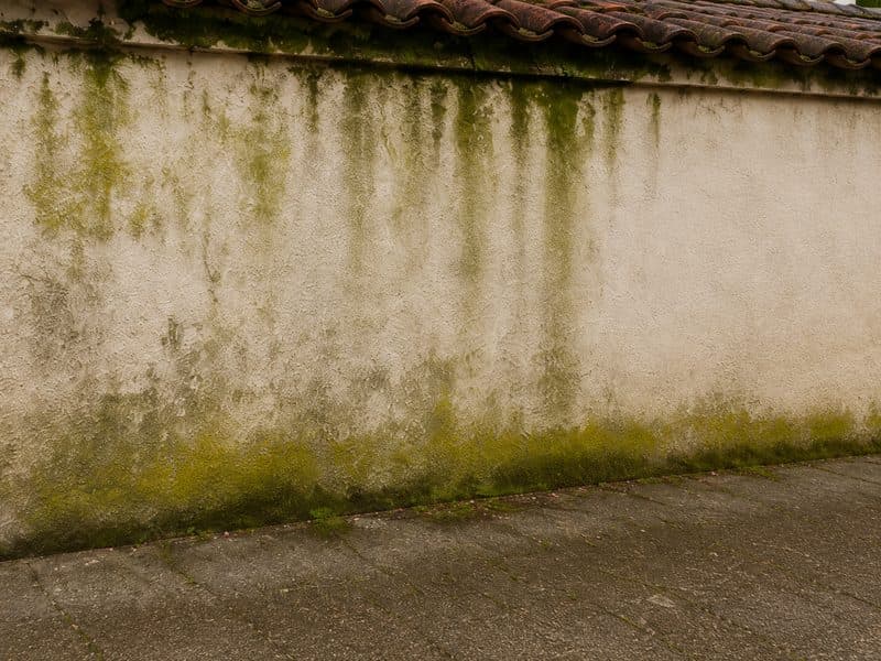 Mousse et algues sur une façade