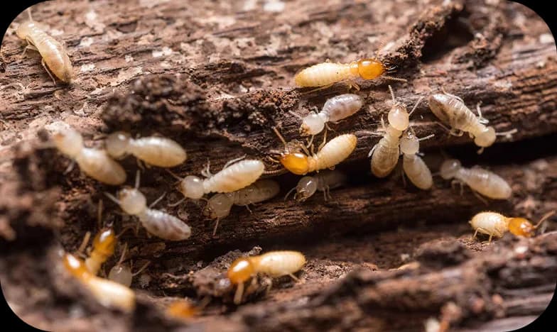 Insecte xylophage sur une poutre