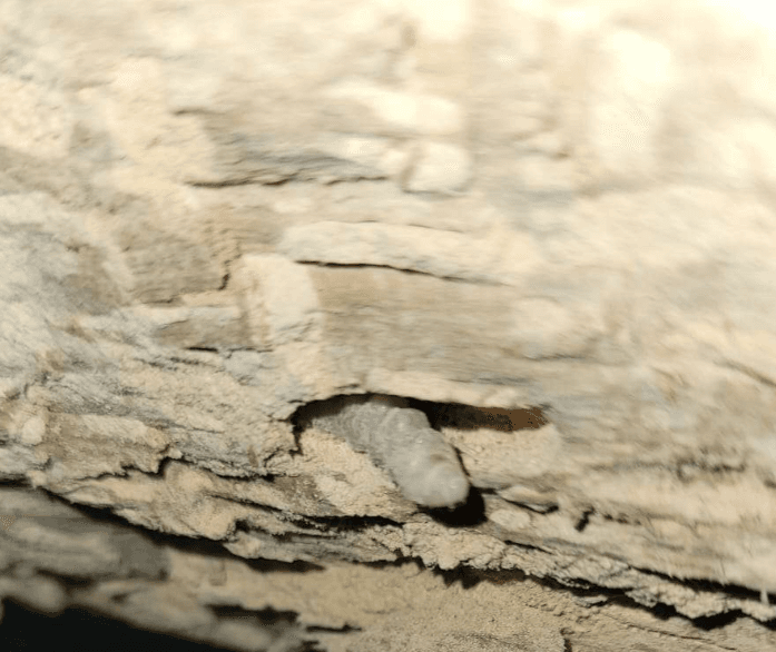 Larve de capricorne des maisons dans une galerie de bois