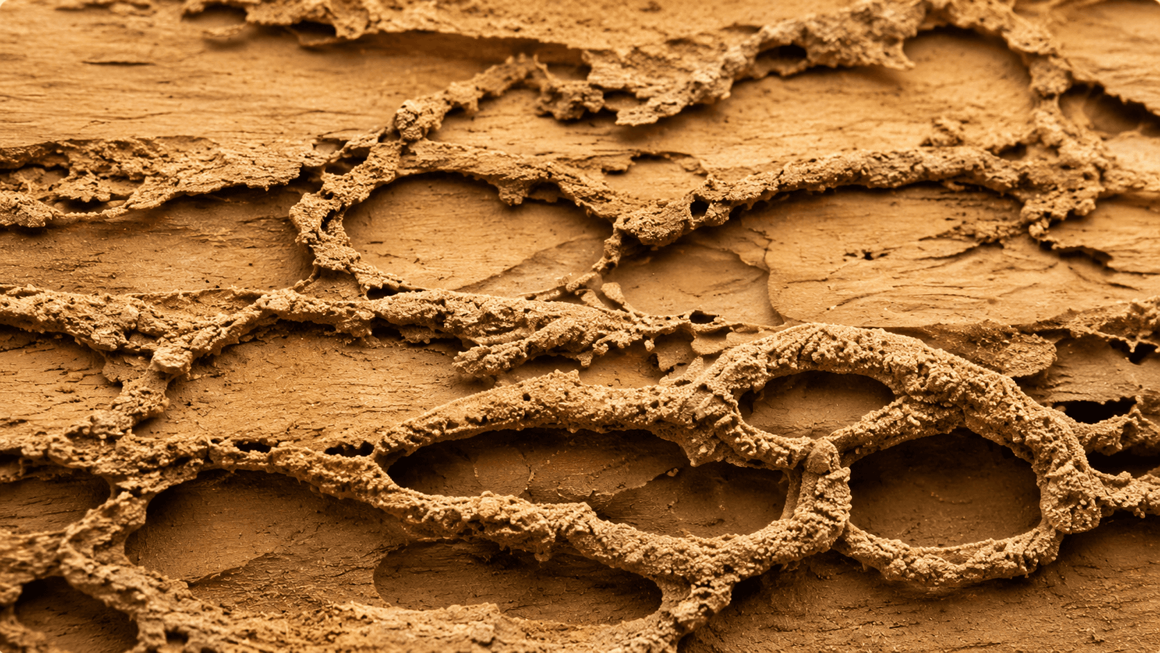 Signes d’infestation par les termites sur du bois