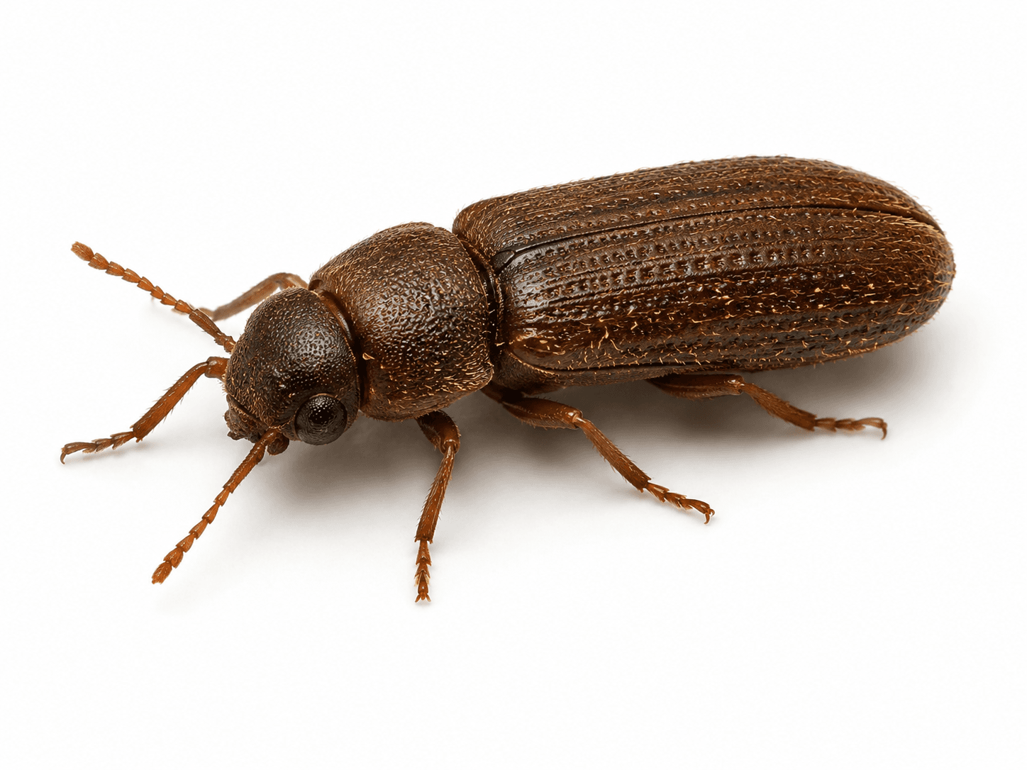 Vrillette commune (Anobium punctatum)